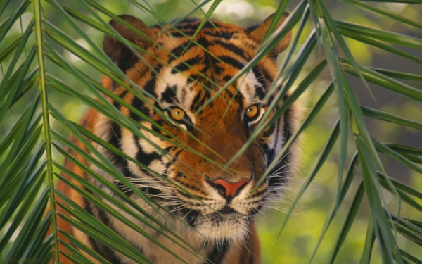 schöne-tierbilder-ein-tiger hinter den blättern