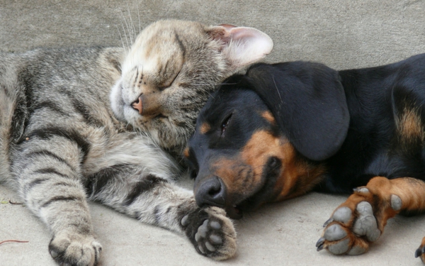 schöne-tierbilder-eine-katze-schläft-zusammen-mit-einem-hund- foto von nahem genommen