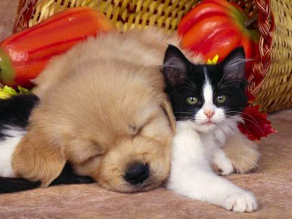 schöne-tierbilder-eine-kleine-katze-und-ein-hund schlafen nebeneinander