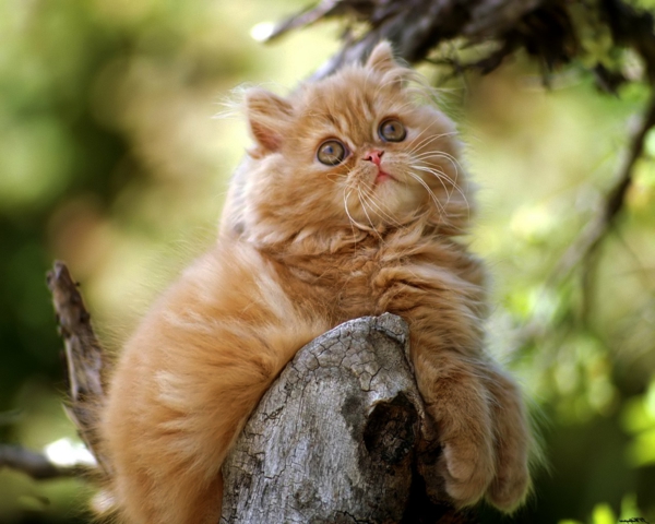 schöne-tierbilder-eine-super-süße-katze- schaut nach oben