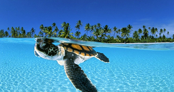 schöne-tierbilder-schildkröte- schwimmt under dem wasser
