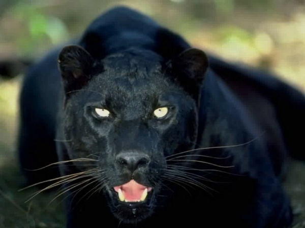schöne-tierbilder-schwarzer-puma schaut direkt in die kamera