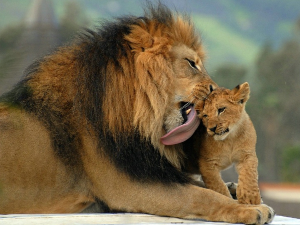 schönes-bild-von-tieren-löwen- vater und kind