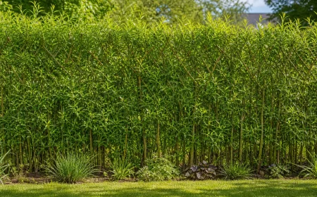 Weidenzaun selber machen: dichter grüner lebender Weidenzaun als Sichtschutz im Garten