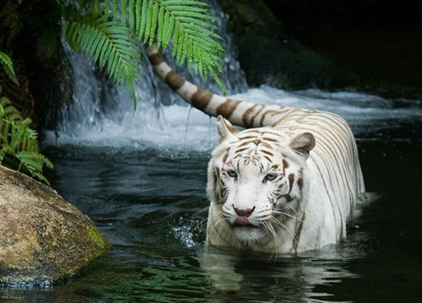 weißer-tiger-im-wasser-schöne-tierbilder- eleganter look