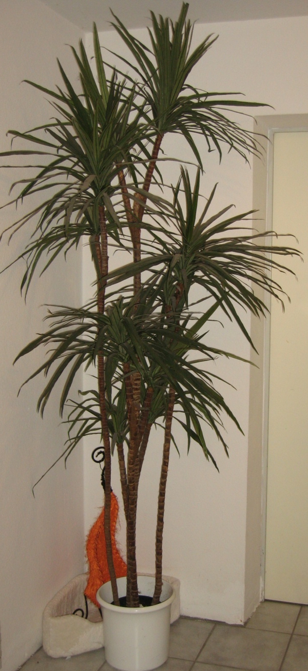 wunderschöne-palmenarten-für eine gemütliche wohnung