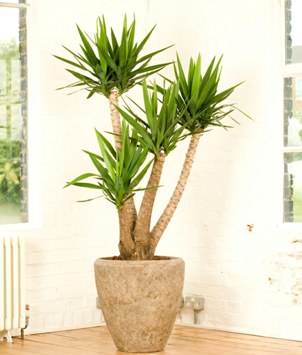 yucca-palme-als-zimmerpflanze-in-großem-topf