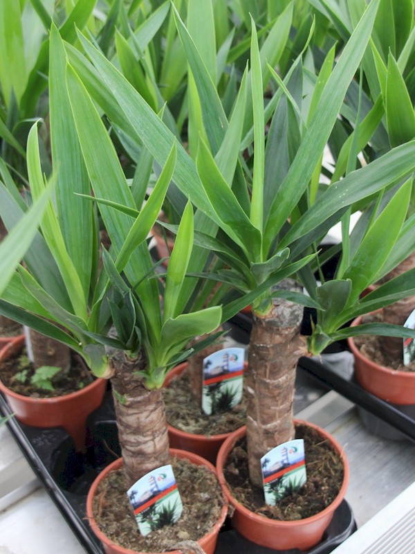 yuccapalmen-pflegeleicht-grüne-schöne-zimmerpflanze