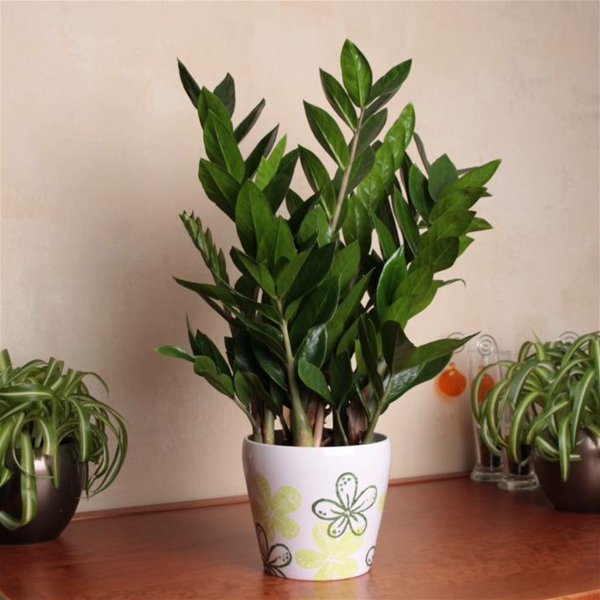 zamioculcas-zamiifolia-schöne-zimmerpflanze-für-zuhause