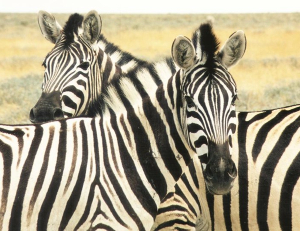zebrafell-möbel-tiere