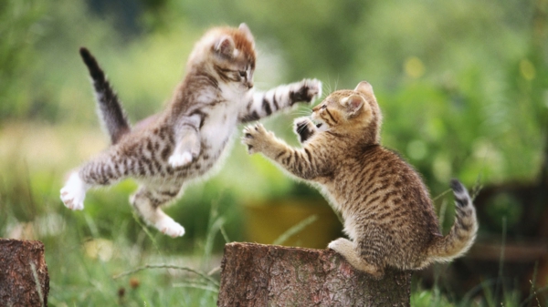 zwei-kleine-süße-katzen-spielen-schöne-tierbilder- super süß