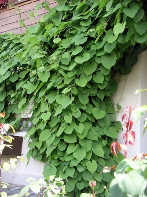 Aristolochia-durior-immergrüne-kletterpflanzen-am-zaun-frische-Blätter