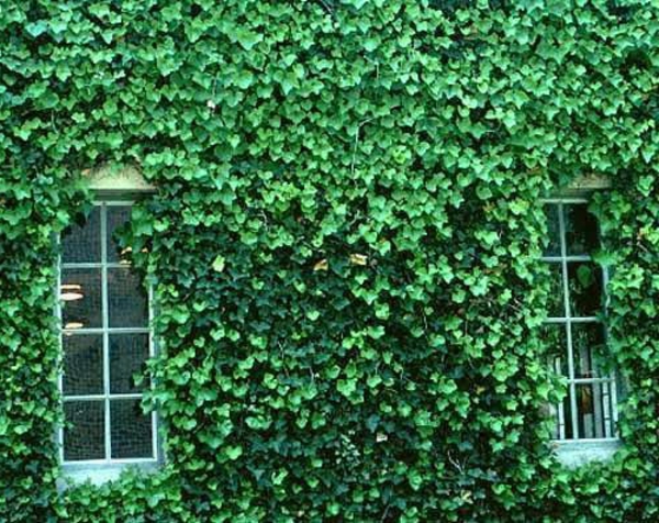 English-Ivy-kletterpflanze-immergrüne-pfanzen
