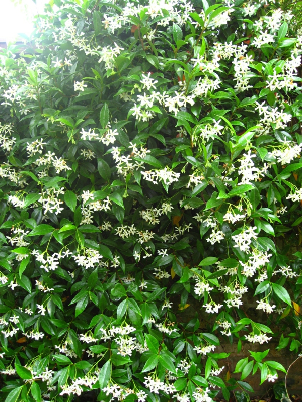 Star-Jasmine-kletterpflanzen-blühend