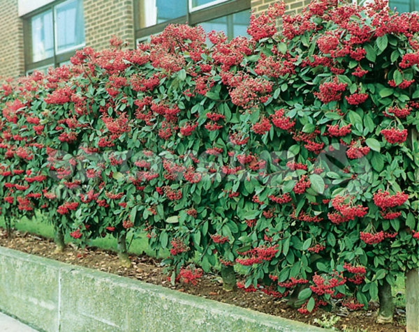 cotoneaster-Kletterpflanzen-als-Sichtschutz
