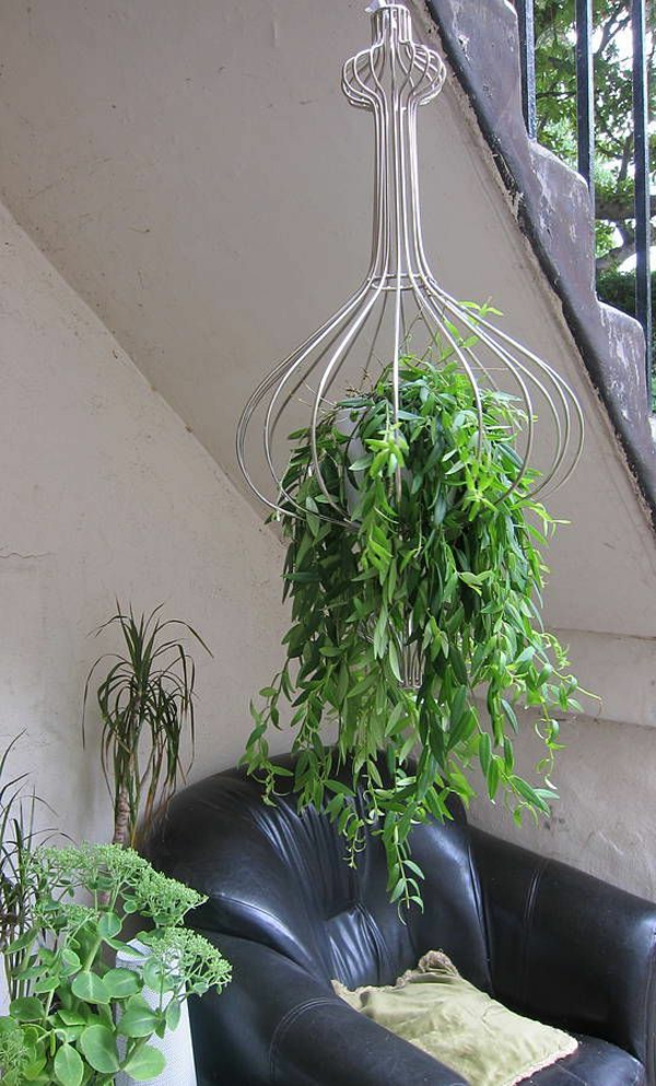 hängende-zimmerpflanzen-hänger-mit-interessanter-form