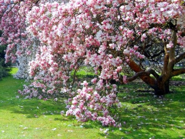 magnolia-wunderbare-blühende-bäume-im-Garten