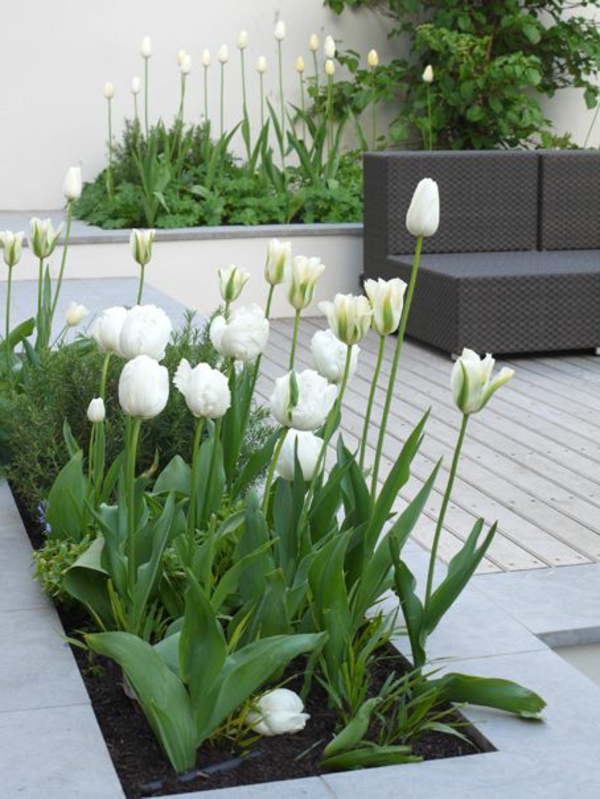 Gartenterrassen-mit-weißen-Tulpen-Design-Idee
