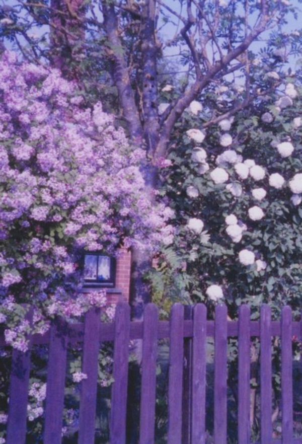 Gartenzaun-in-schöner-lila-Farbe