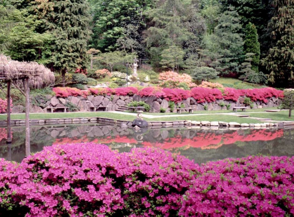 Gärten-in-Japanischem-Stil-rosa-Blumen-Design-Idee