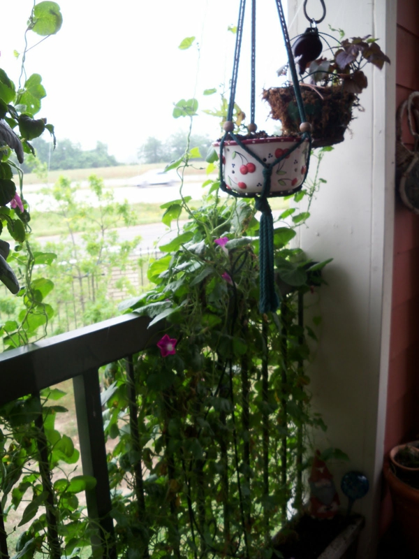 kletterpflanzen-für-balkon-cooles-bild