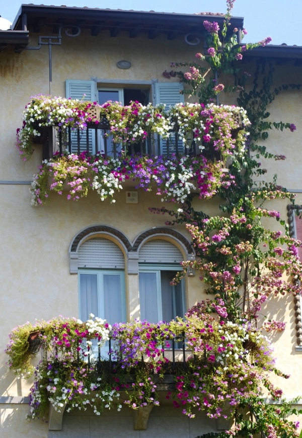 kletterpflanzen-für-balkon-gemütlich-erscheinen