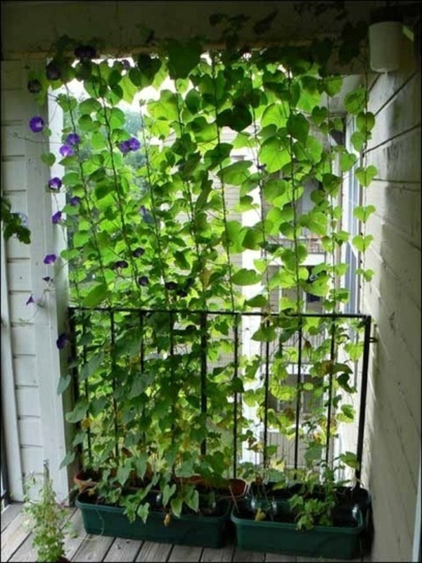 kletterpflanzen-für-balkon