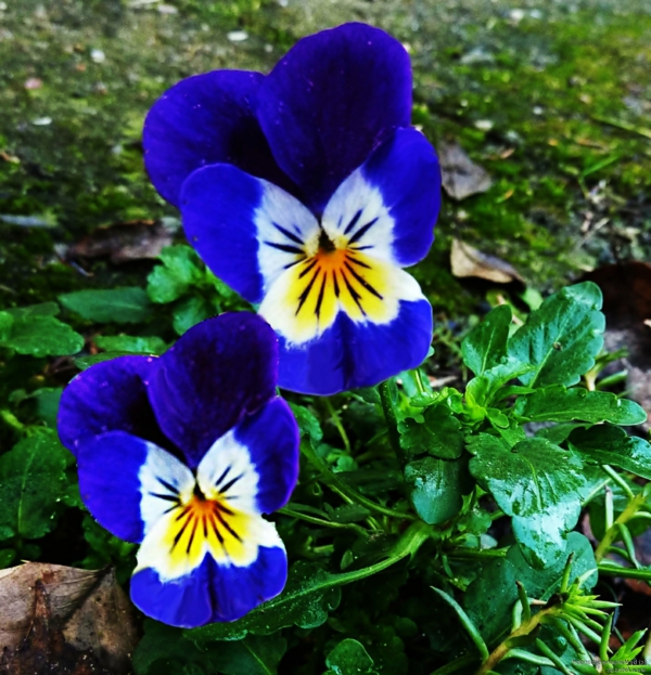 stiefmütterchen-pflanzen-blau-und-wunderschön-aussehen