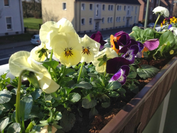 stiefmütterchen-pflanzen-für-einen-schönen-balkon
