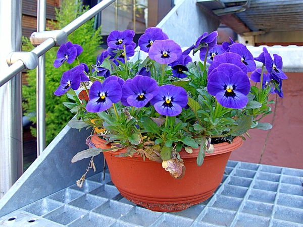 stiefmütterchen-pflanzen-in-blauer-farbe - neben dem gelände