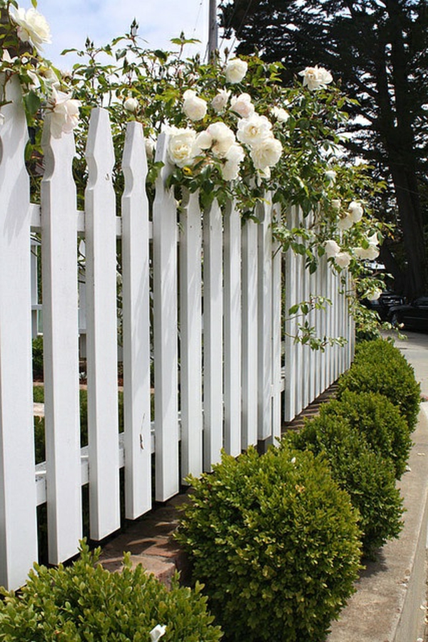 toller-Gartenzaun-aus-Holz-in-Weiß-Rosen