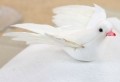 Die weiße Taube als Dekoartikel - 24 Bilder