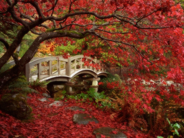 wunderbarer-Garten-in-Japanischem-Stil-rote-Blätter