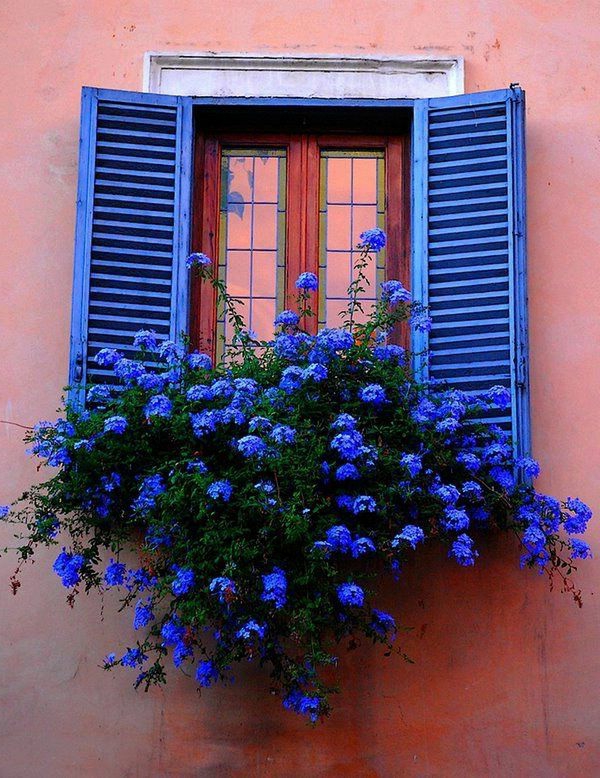 Blumenkasten-für-den-Balkon-blaue-Blumen-blaue-Fensterrahmen