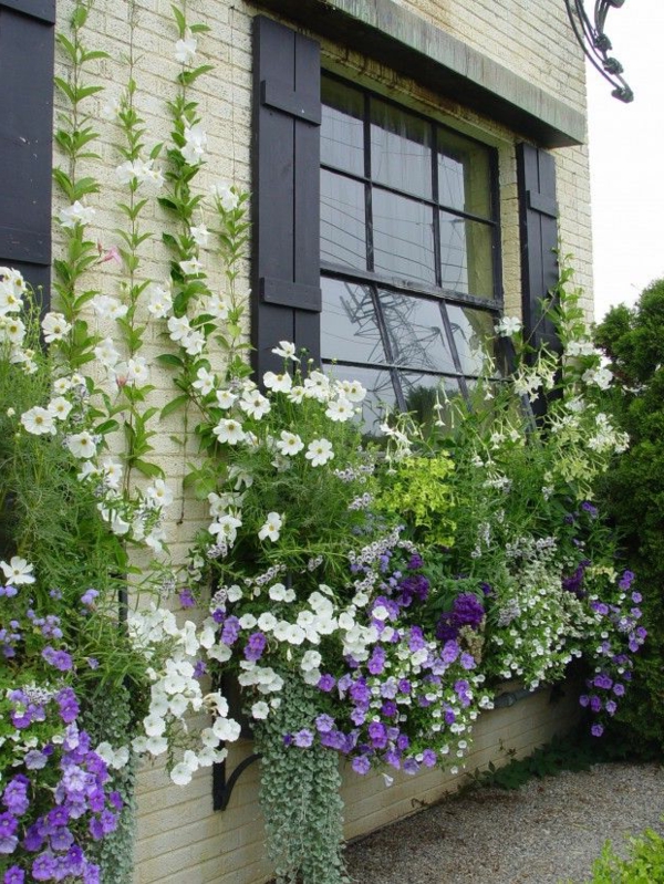 Blumenkasten für Balkon wunderschöne Bilder!