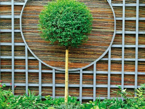 Feng-Shui-Garten-Bonsai-Baum-Bambus-Sichtschutz-