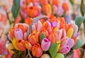 100 tolle Ideen für Tischdeko mit Tulpen!
