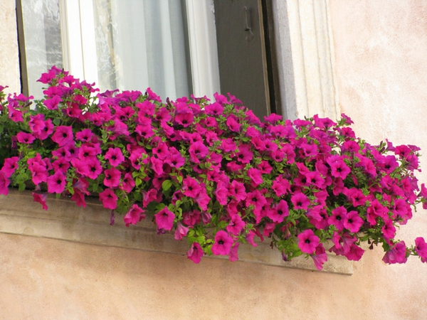fantastischer--Blumenkasten-für-den-Balkon-mit-rosa-Blumen-Blumenkasten für Balkon