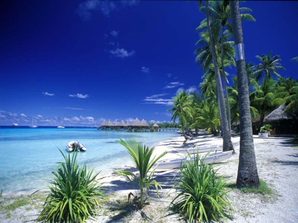urlaub-in-französisch-polynesien-viele-palmen