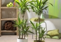 Zimmerpflanzen für das perfekte Ambiente im Haus