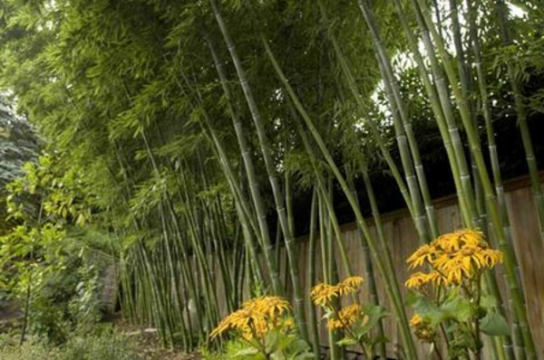 bambus-garten-groß-und-herrlich-aussehen