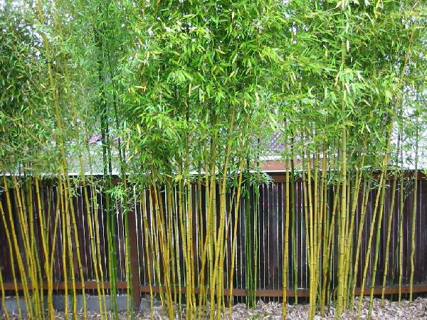 bambus-garten-pflanzen-und-zaun
