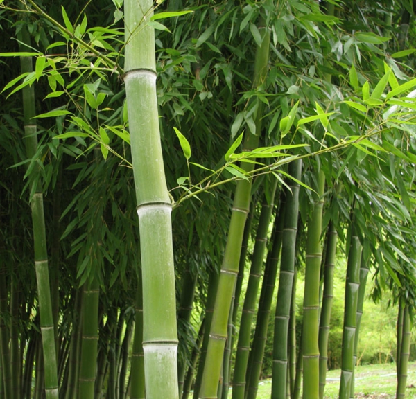 bambus-garten-sehr-schön-und-inspirierend