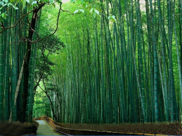 bambus-garten-wunderschönes-und-inspirierendes-foto