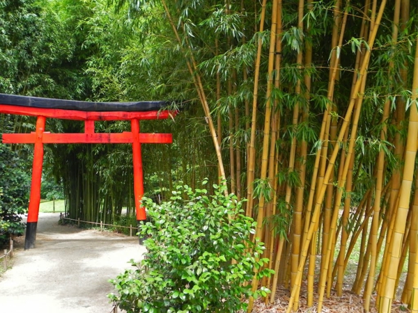 interessanter-schöner-bambus-garten