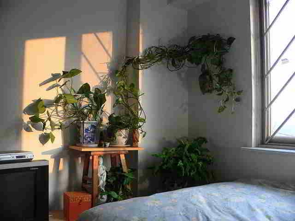 pflanzen-im-schlafzimmer-gegen-das-bett
