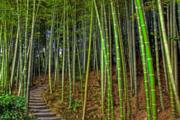 wunderschöner-natürlicher-bambus-garten