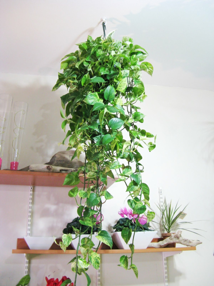 hängende-pflanzen-schick-edel-besonders-modern-von-der-decke-einzigartig-idee