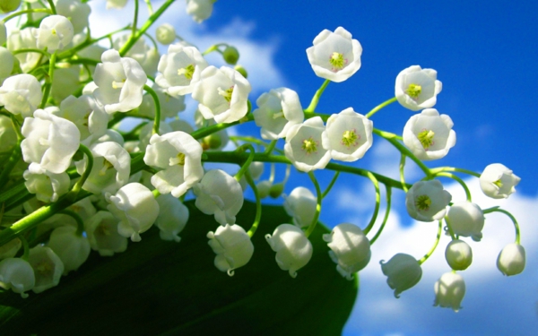bilder-frühlingsblumen-in-weißer-farbe-deko-ideen-blumendeko-weiße-frühlingsblumen-bilder-gartenblumen
