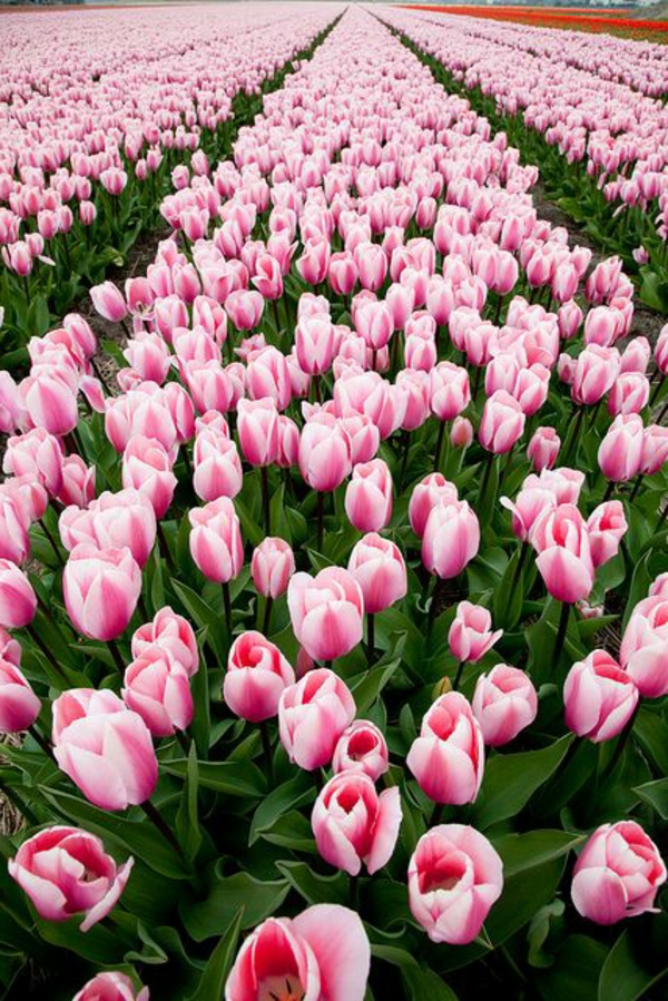 -bilder-tulpen-pflanzen-die-tulpe-tulpen-tulpen-bilder-tulpen-kaufen-